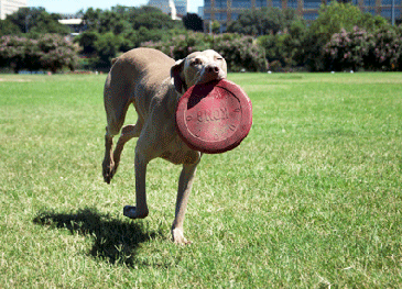 Фризби Dog Frisbee  - frisbee_heidi.gif
